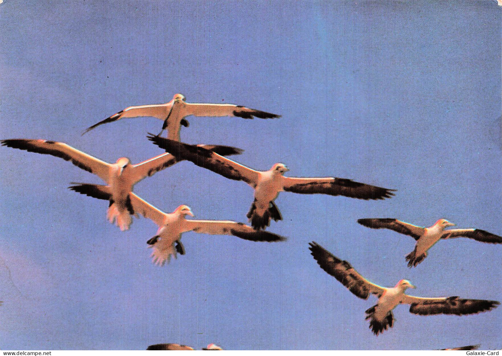 29 CLEDEN CAP SIZUN FOUS DE BASSAN EN VOL