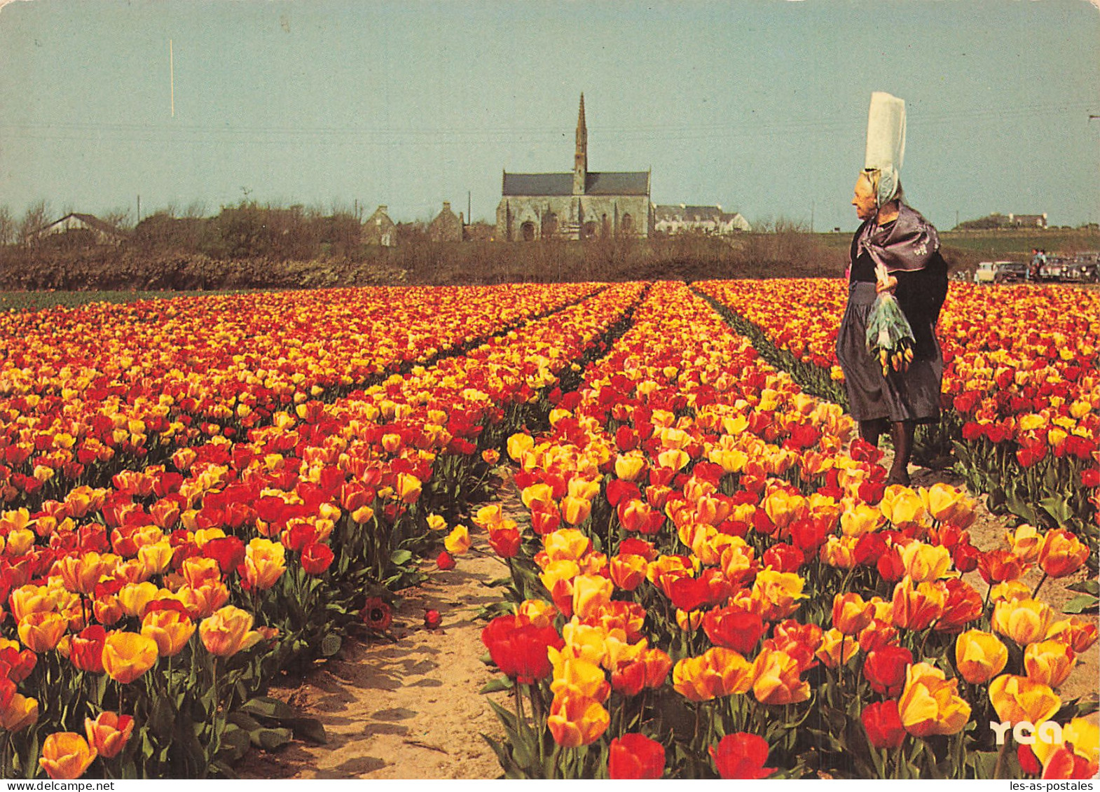 29 SAINT JEAN TROLIMON CHAMPS DE TULIPES