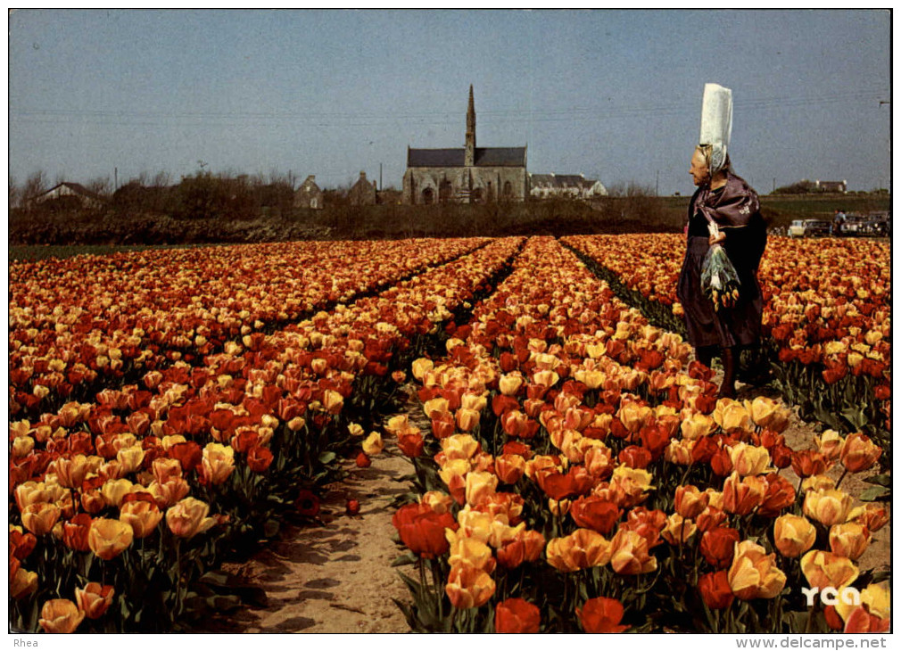 29 - SAINT-JEAN-TROLIMON - TRONOËN - tulipes