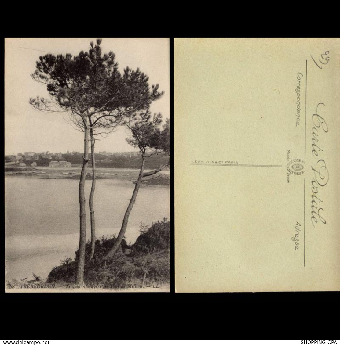 29 - Trebeurden - Trozoul à travers les pins de Milliau