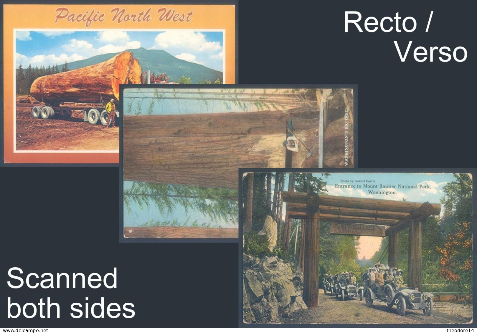 3 postcards USA WA Giant Fir. one of Washington big trees National Park