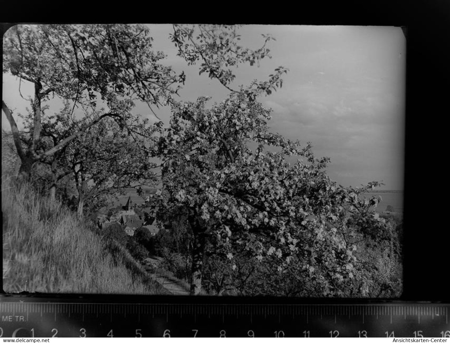 30055117 - Hitzacker (Elbe)