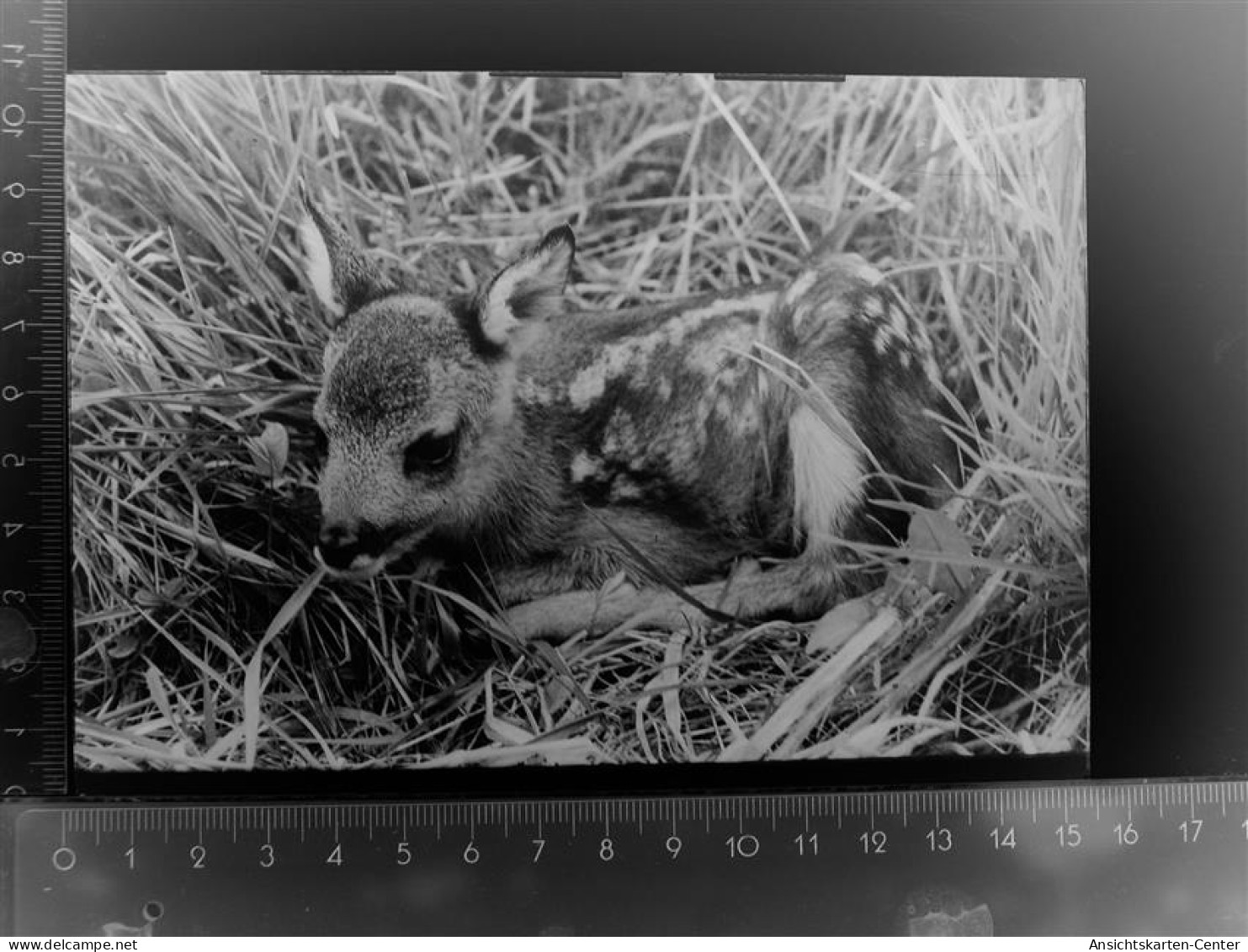 30109976 - Springe , Deister