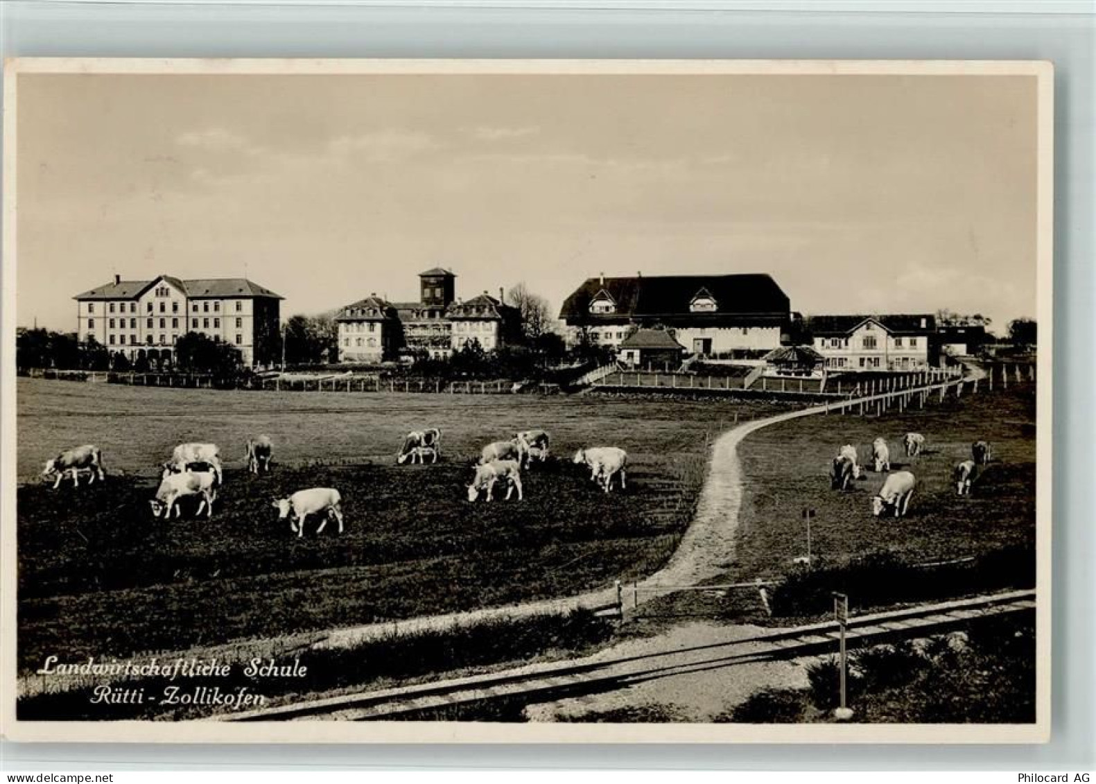 3052 Zollikofen - Landwirtschaftliche Schule Kühe - 13113998