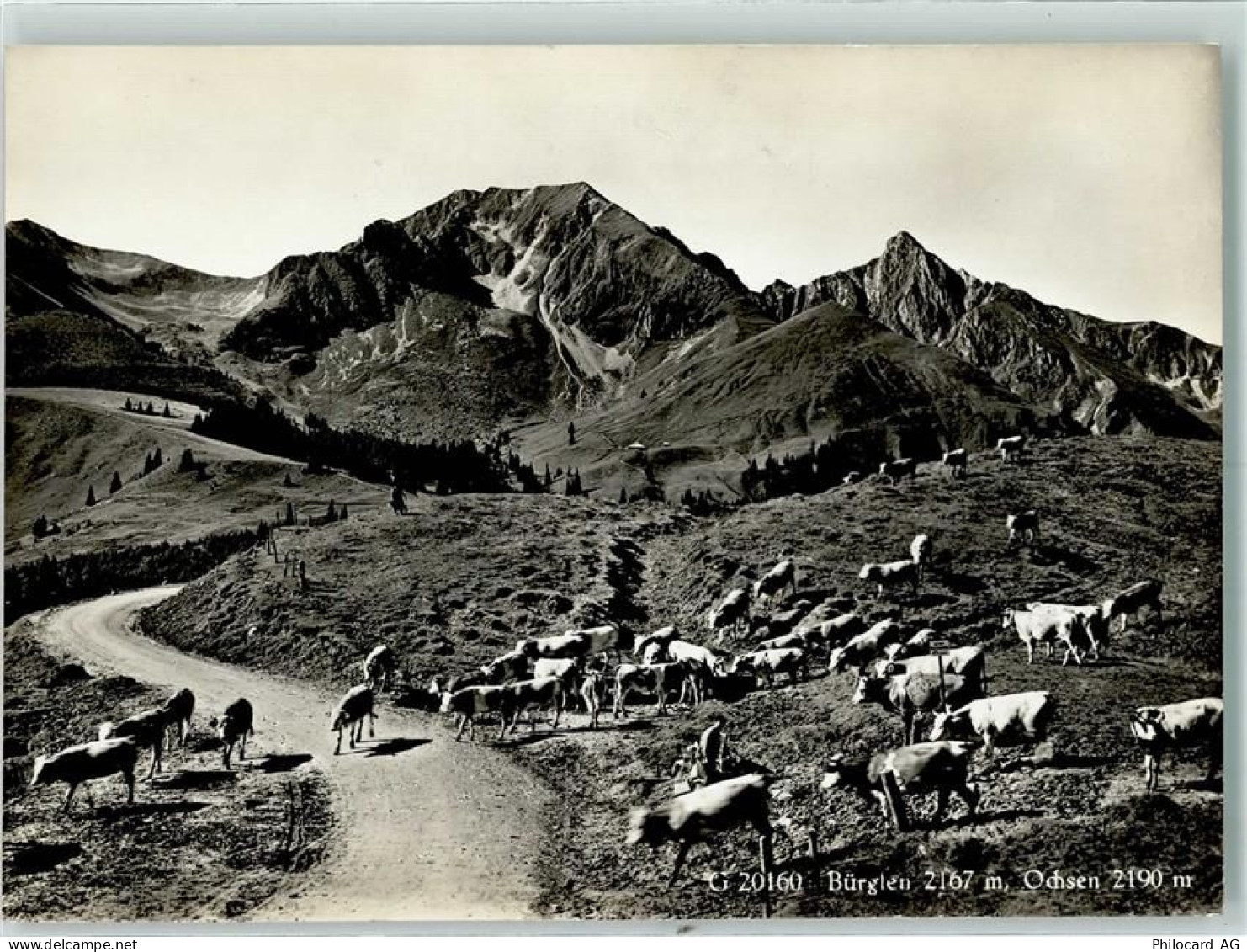 3132 Riggisberg - Bürglen Ochsen Kuhherde - 10304053