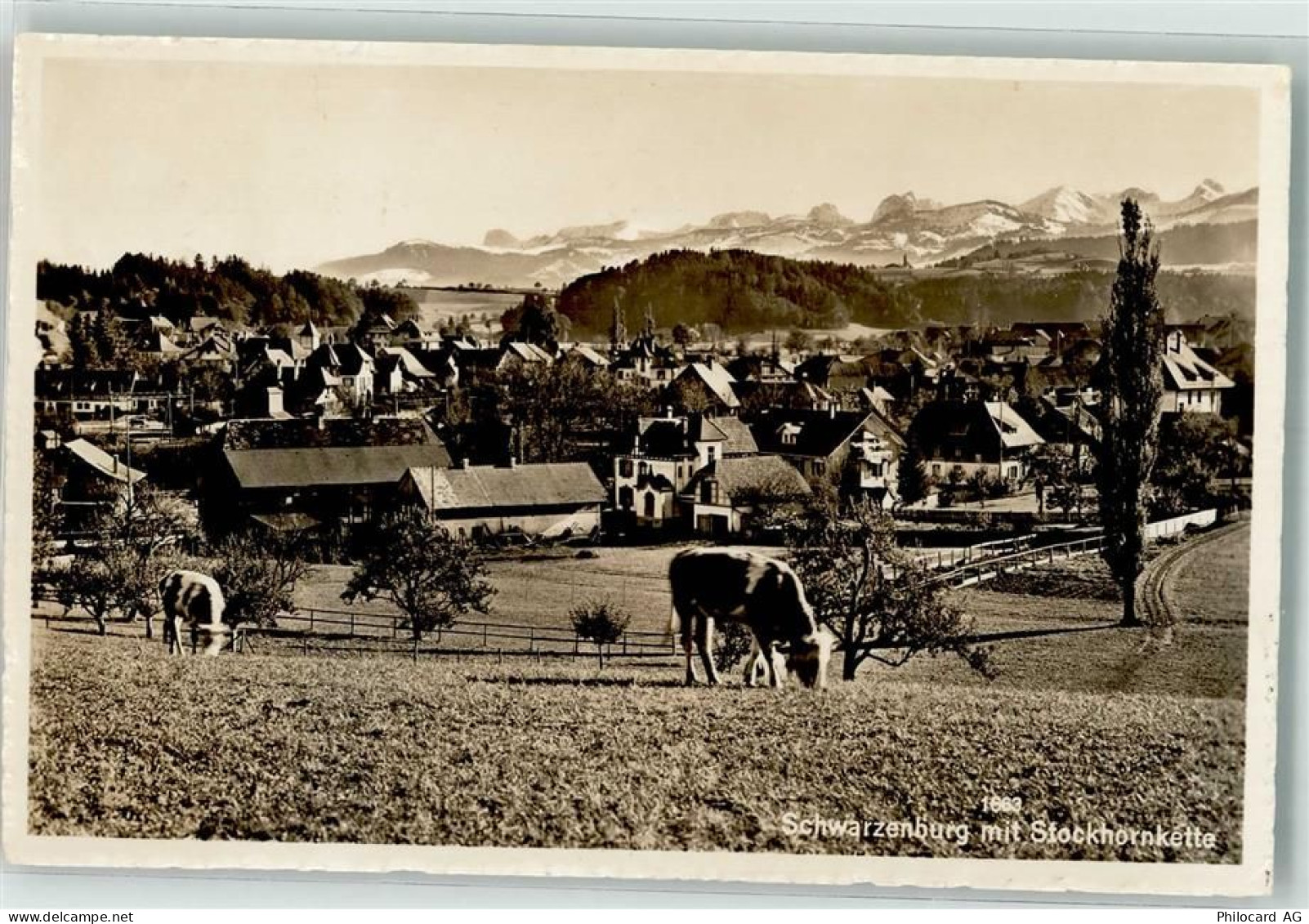 3150 Schwarzenburg - Stockhornkette Kühe - 39696872