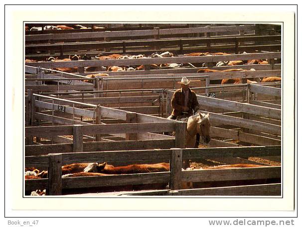 {31956} USA Texas Amarillo une des mulyiples exploitations spécialisées dans l'élevage intensif du bétail " en baisse "