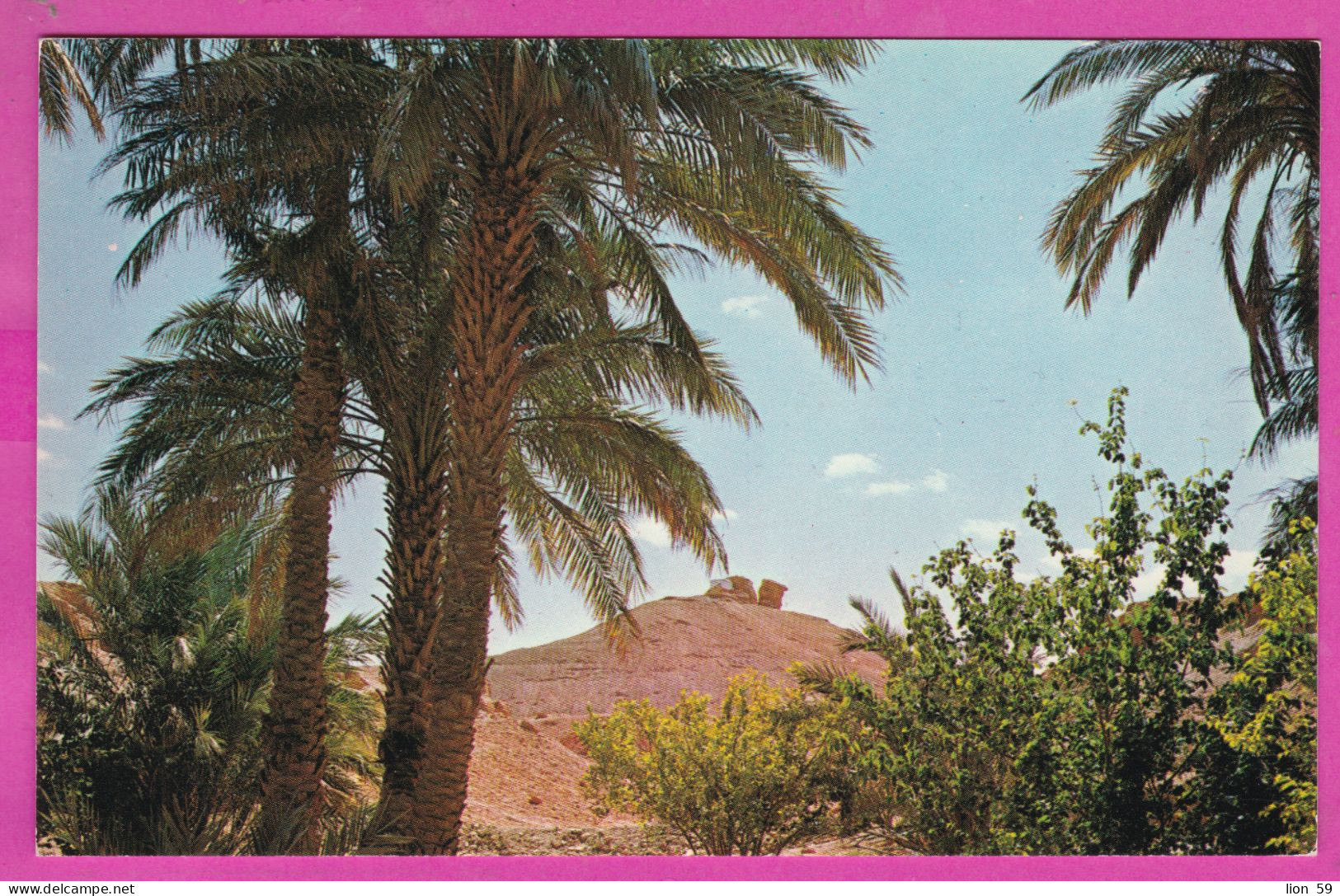 323972 / Algeria > El Golea (El Menia) (“The Impregnable Fortress”) Timbouzid (Tin Bouzid) Sahara Desert Palm Tree PC