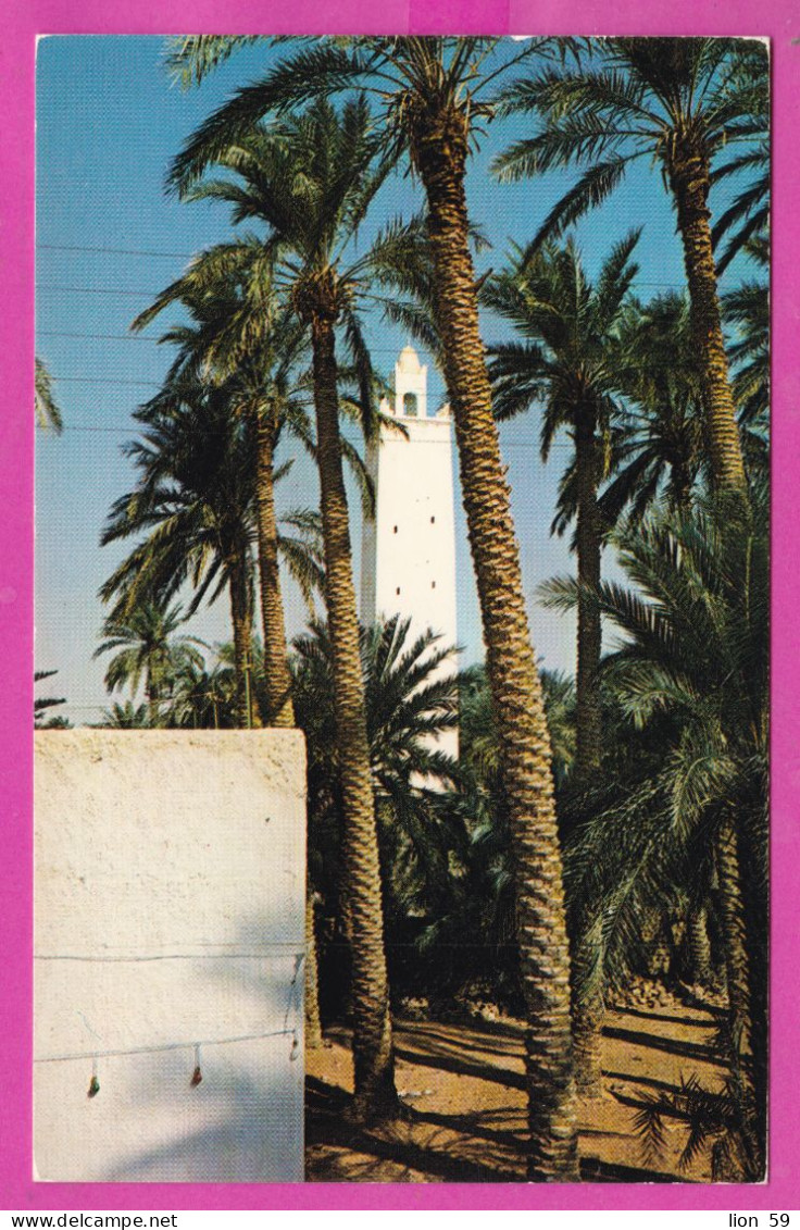323973 / Algeria > El Golea (El Menia) (“The Impregnable Fortress”) minaret  Mosque date palms tree PC 4143