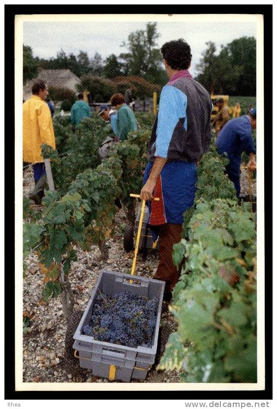 33 Pauillac vendange vendangeur raisin D33D K33314K C33314C RH067277