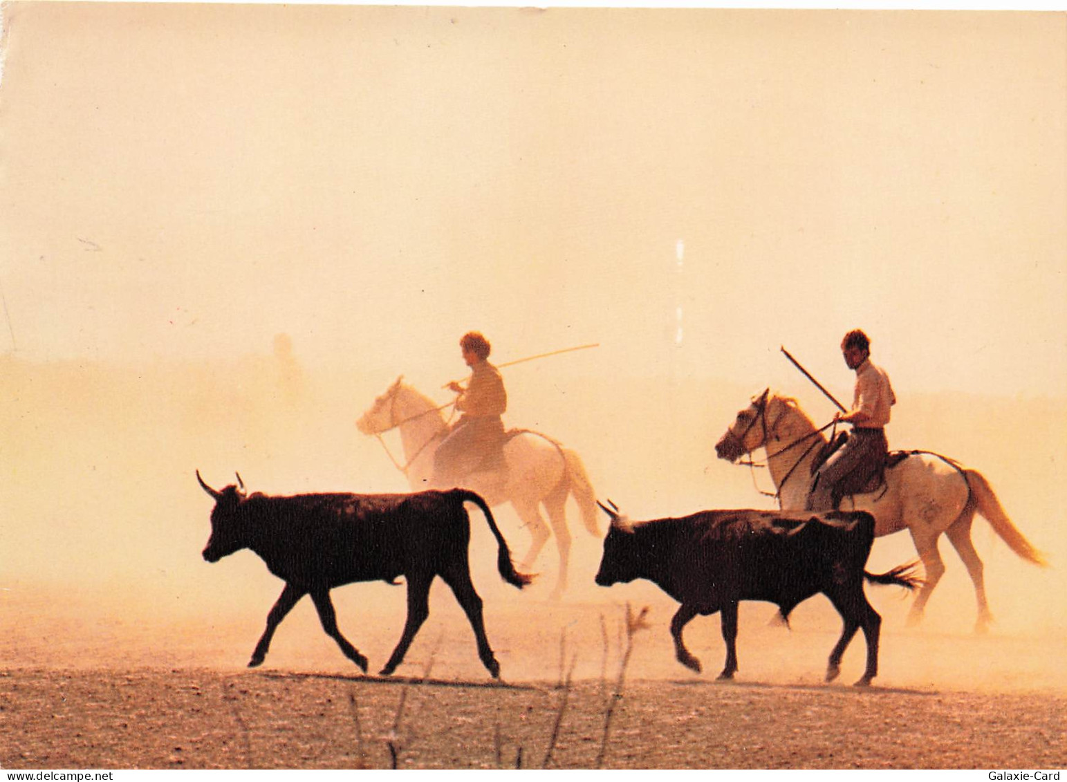 34 MAUGUIO LA CAMARGUE