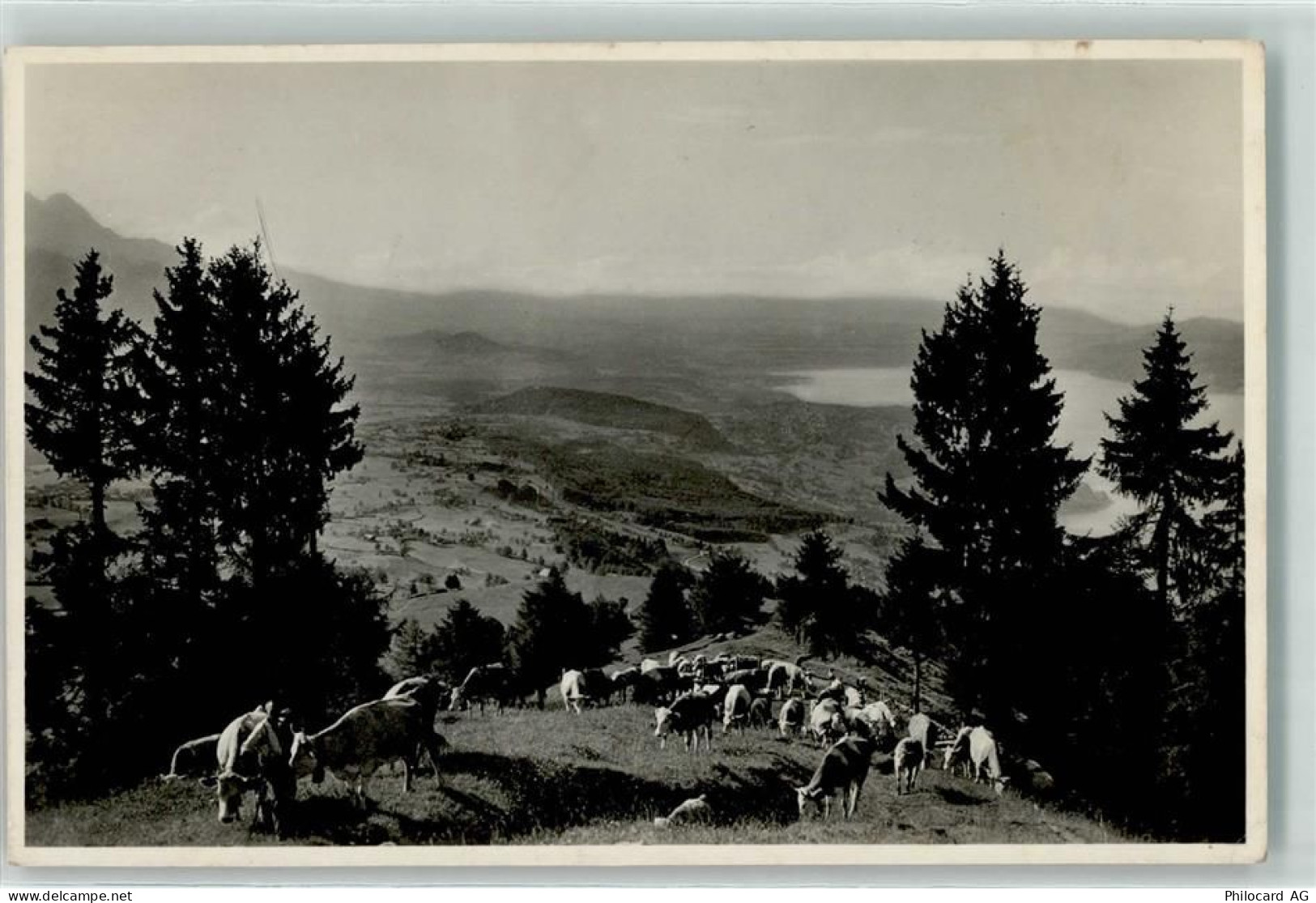 3703 Aeschi b. Spiez - Alpaufzug auf Aeschi Allmend - 10618328