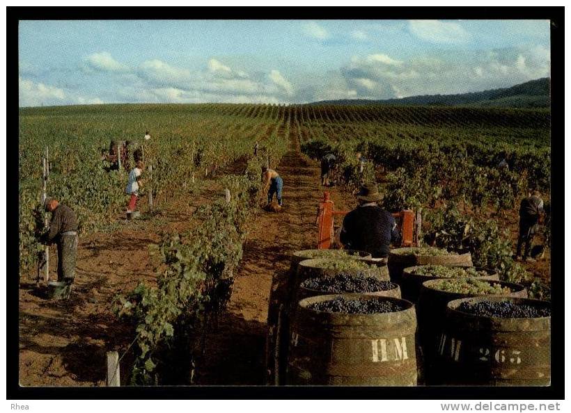 39 Arbois vendanges D39D K39013K C39013C RH101193