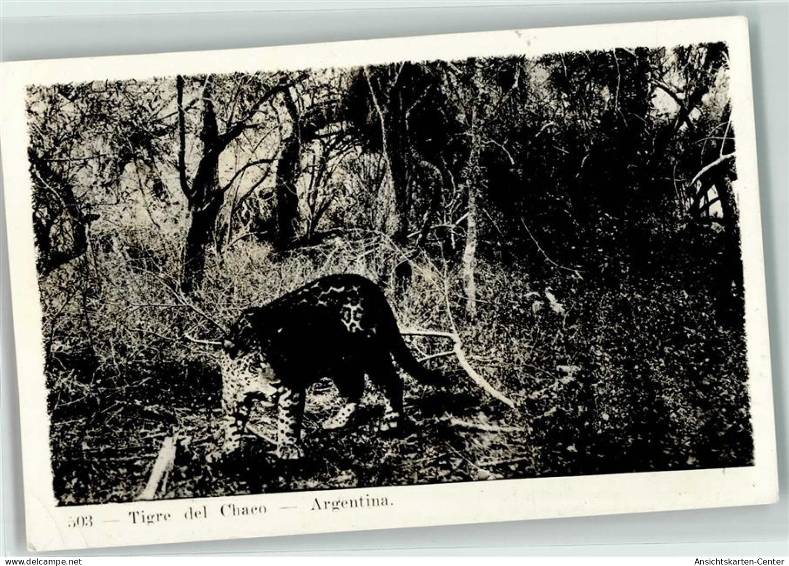 39188318 - Tigre del Chaco - Argentinien