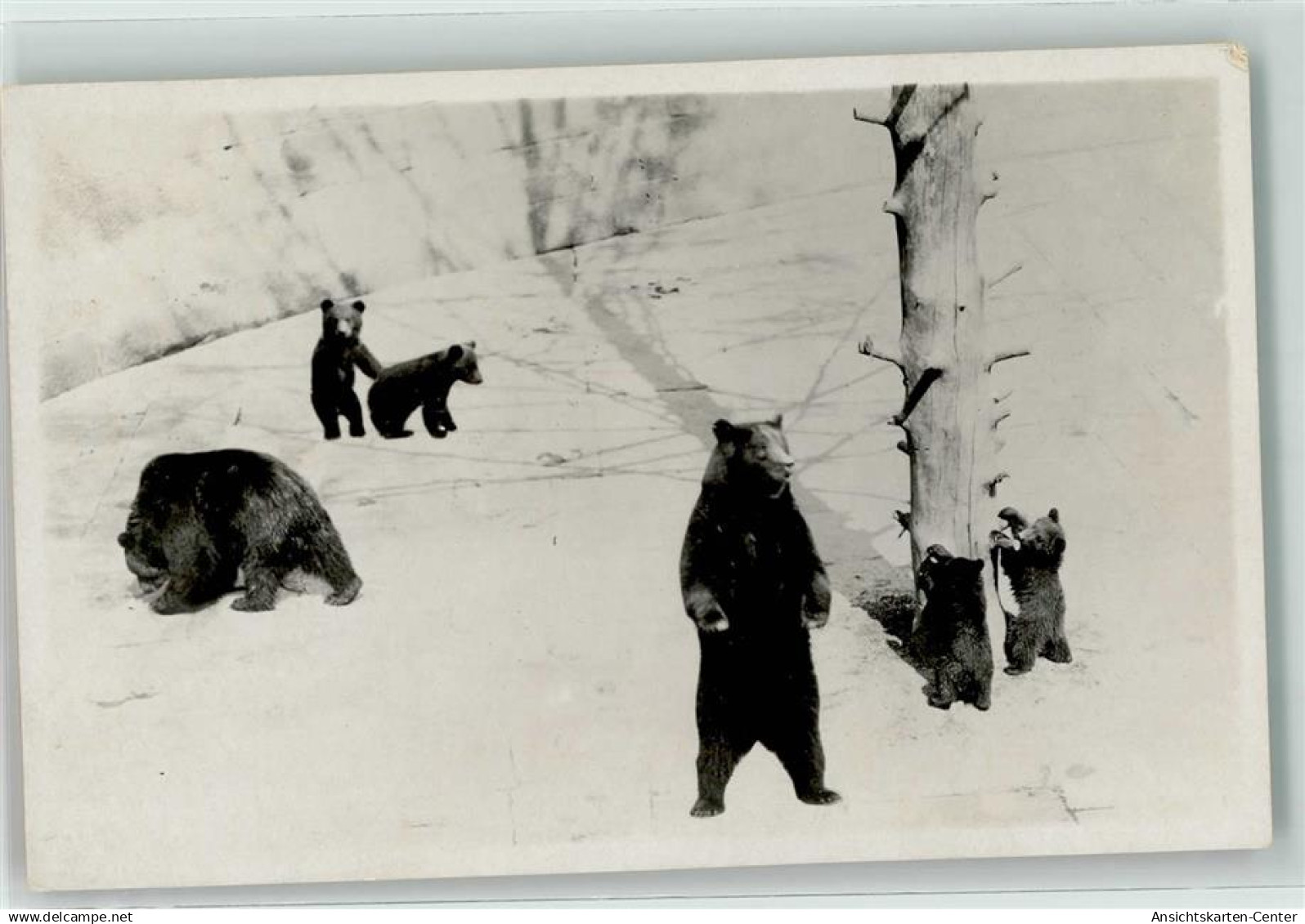 39411399 - Bern Berne