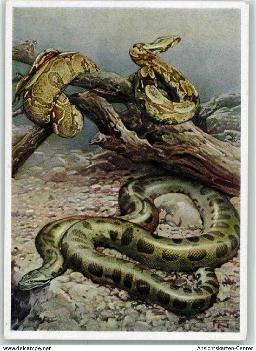 39454816 - Tiergarten