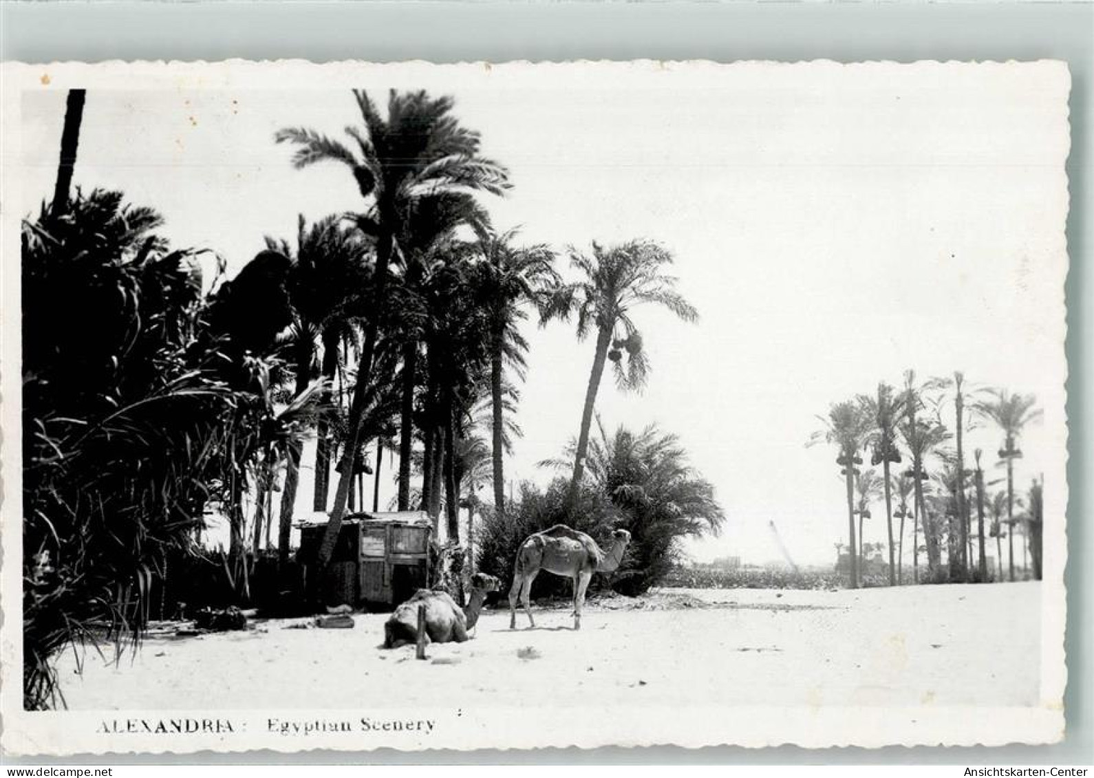 39538348 - Alexandria