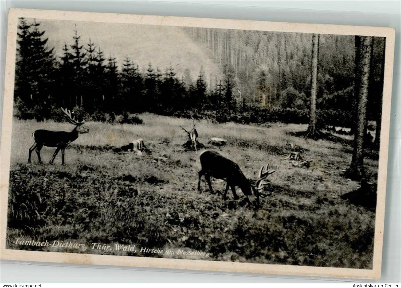 39924287 - Tambach-Dietharz , Thueringer Wald