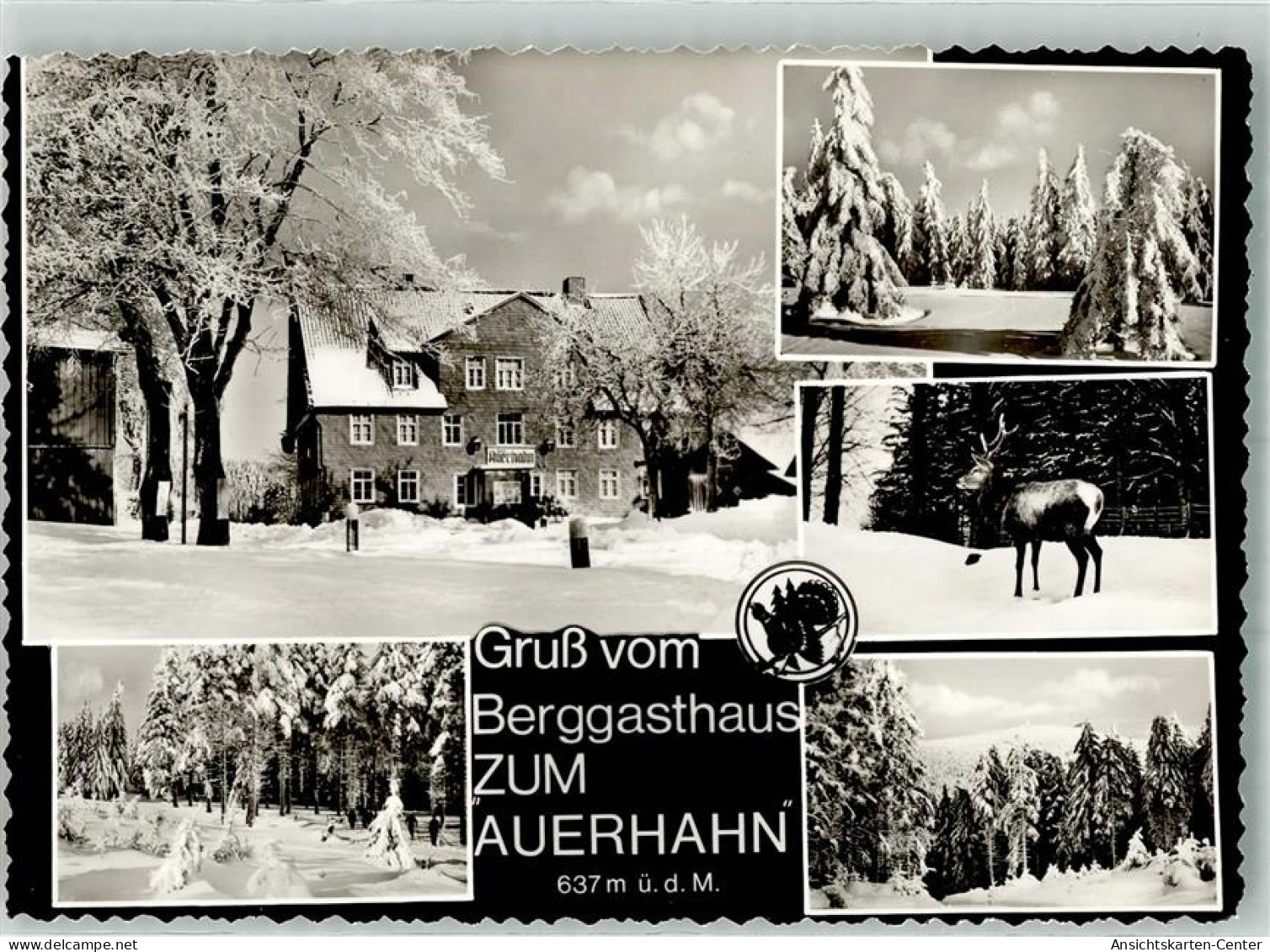 39960544 - Auerhahn , Oberharz