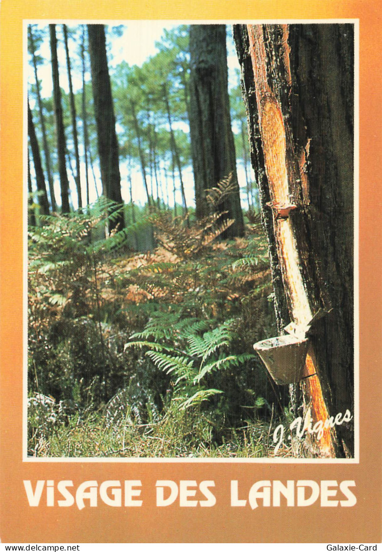 40 CASTETS FORET DE PINS