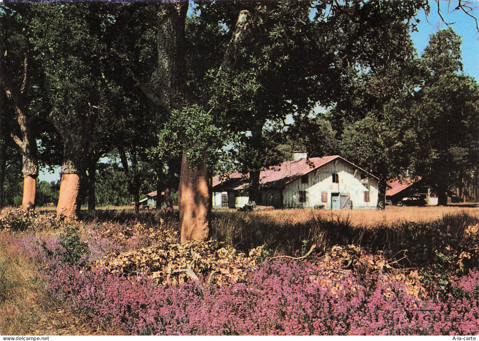 40 CASTETS MAISON LANDAISE