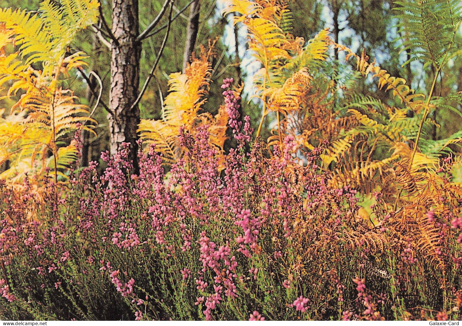 40 CASTETS VISAGE DES LANDES
