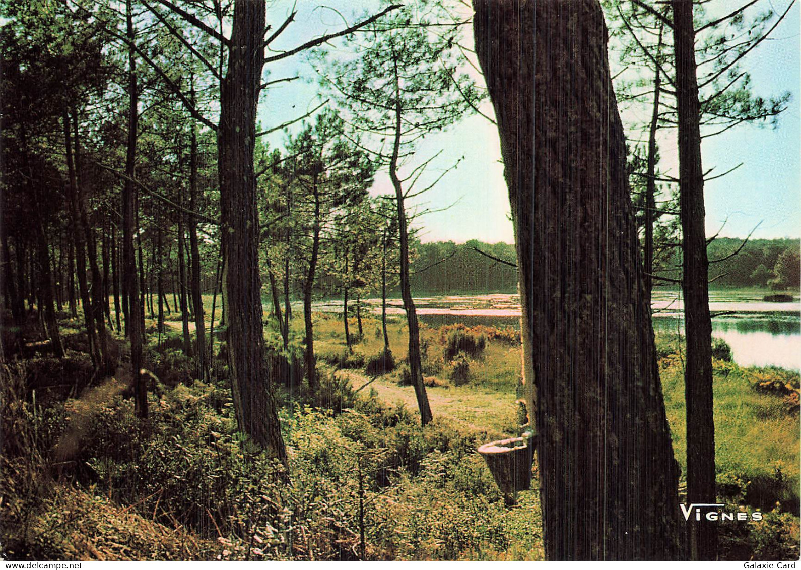 40 CASTETS VISAGES DES LANDES