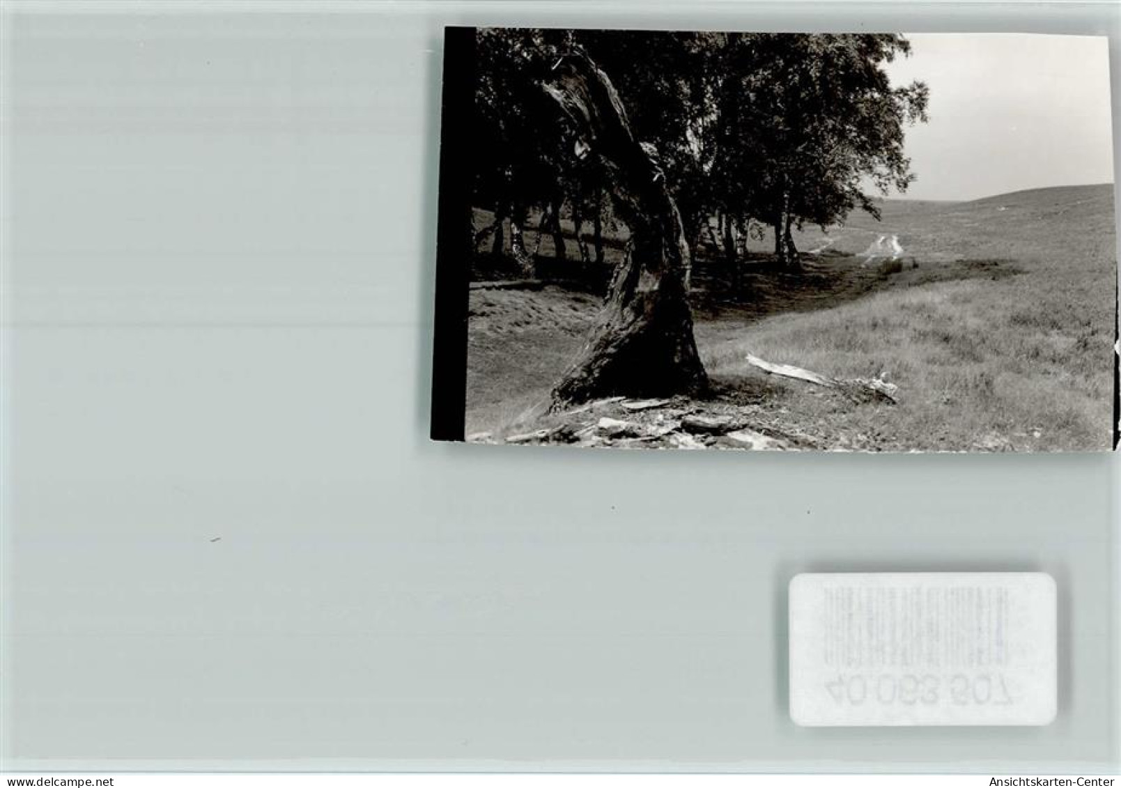 40063507 - Heide , Holst