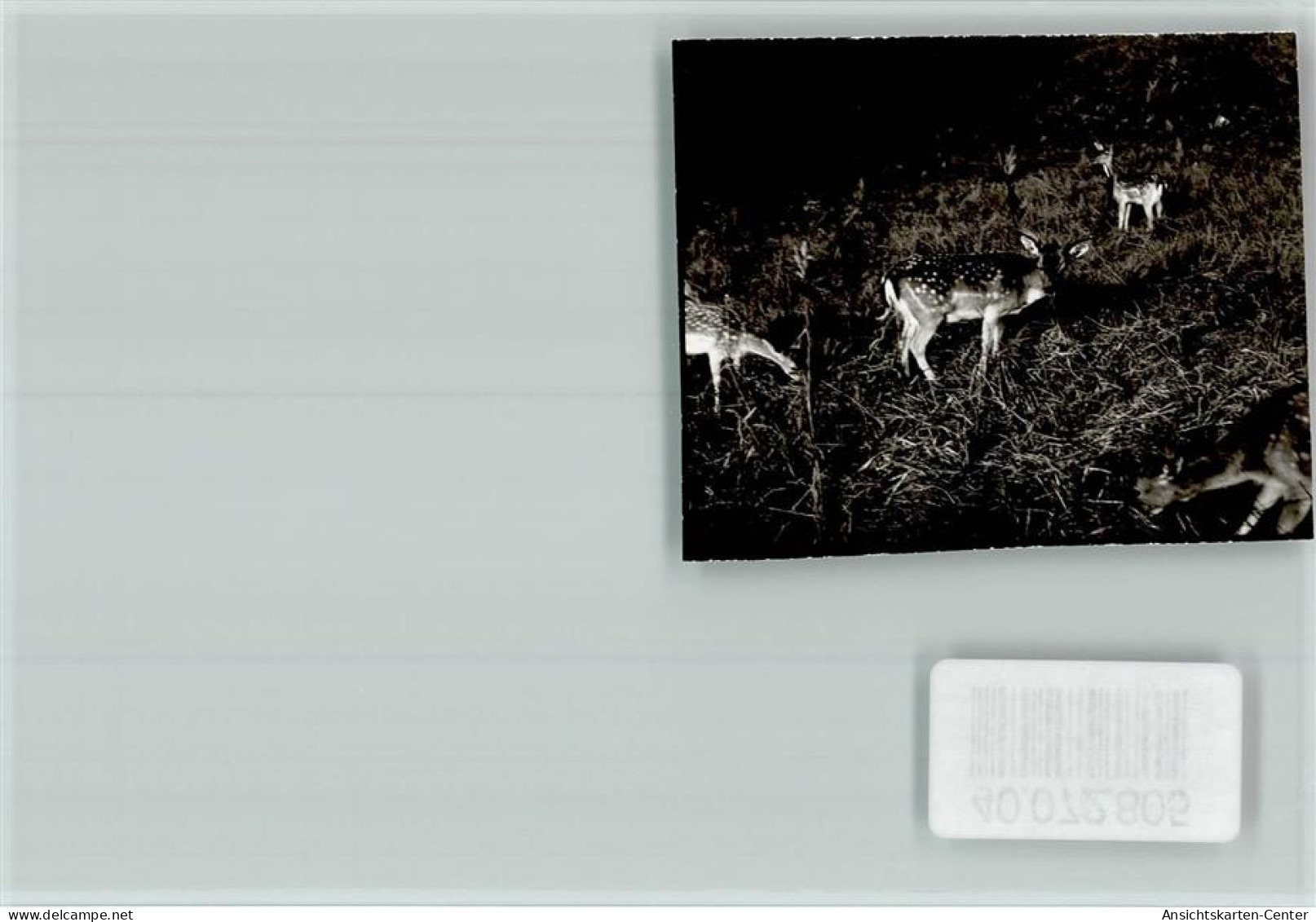 40072805 - Beverungen