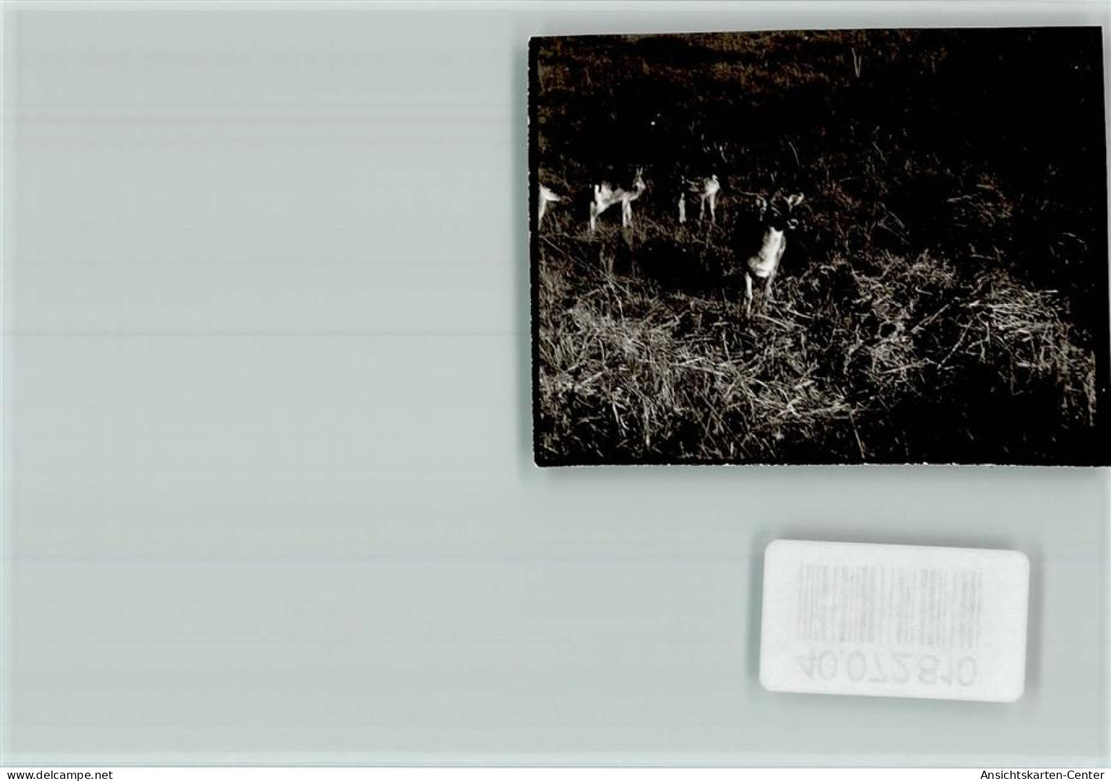 40072810 - Beverungen