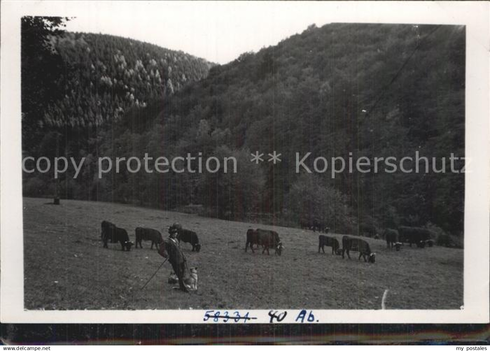 42511299 Altenbrak Harz Weidende Kuehe  Altenbrak