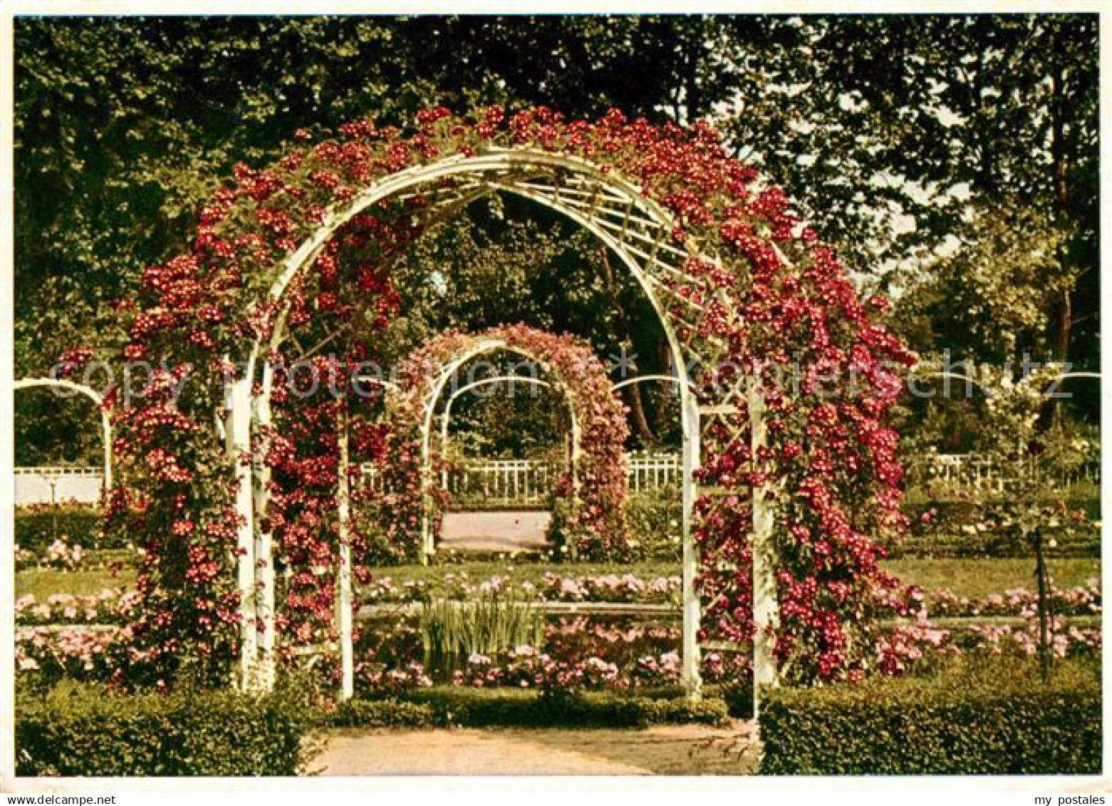 42672549 Karlsruhe Baden Stadtgarten Rosengarten Karlsruhe
