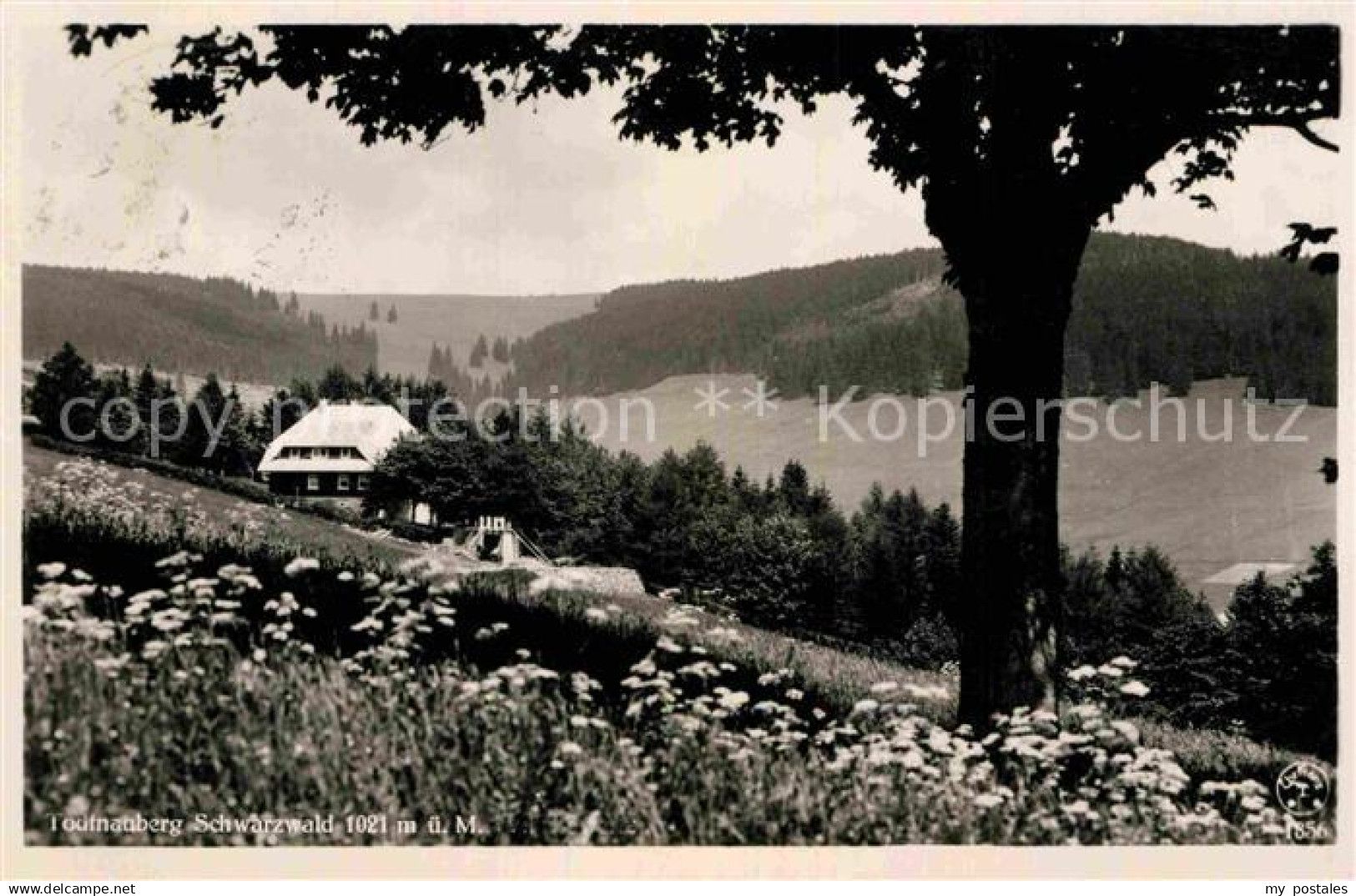 42696219 Todtnau Panorama  Todtnau