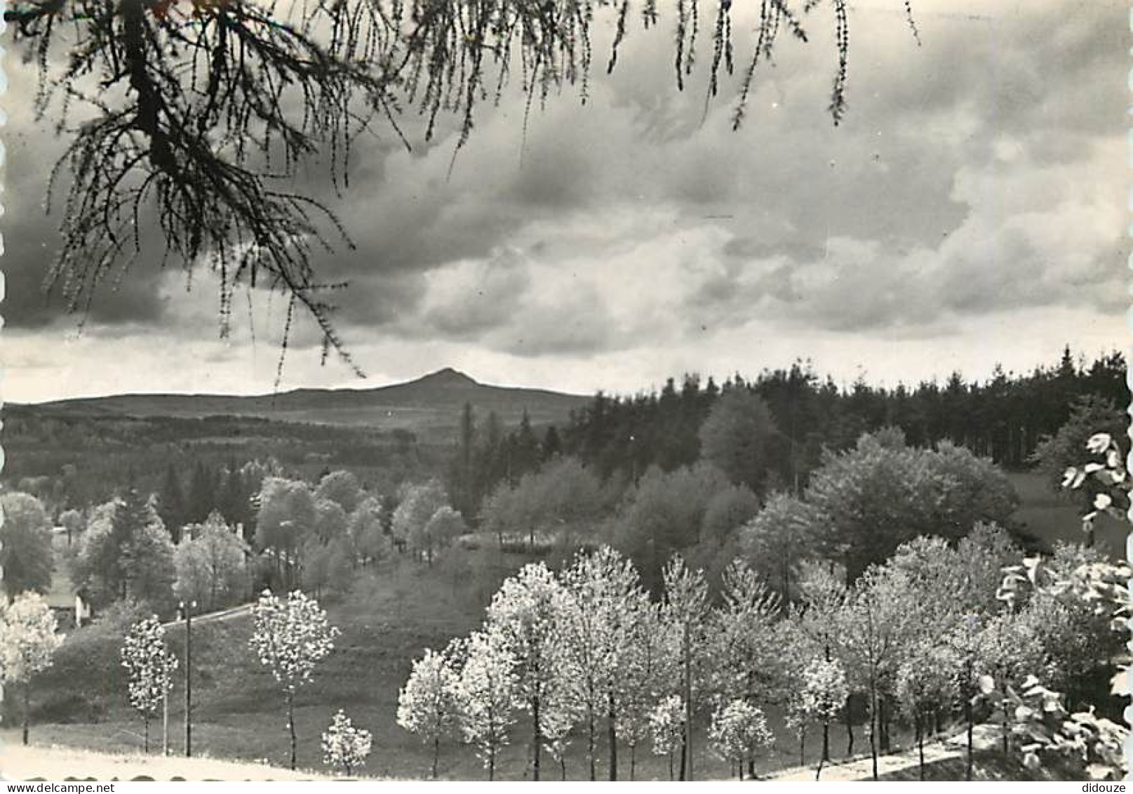 43 - Le Chambon sur Lignon - Le Lizieux au Printemps - Mention Photographie véritable - Carte dentelée - CPSM grand form