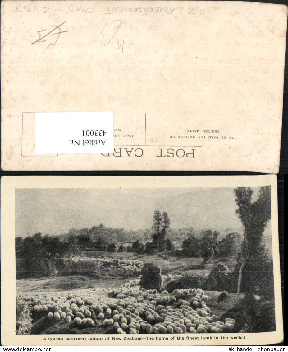 433001,New Zealand Neuseeland Pastoral scene Schafherde Schafe