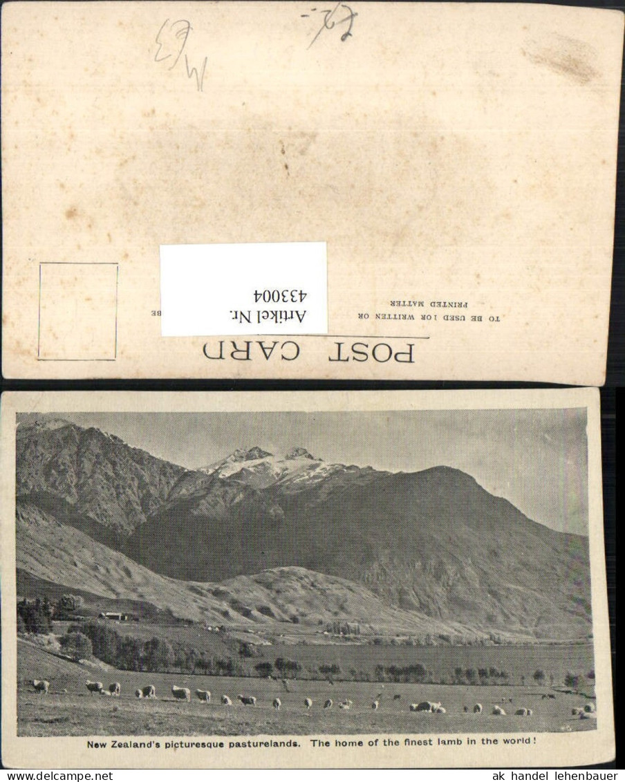 433004,New Zealand Neuseeland Pasturelands Schafe Schafherde Bergkulisse