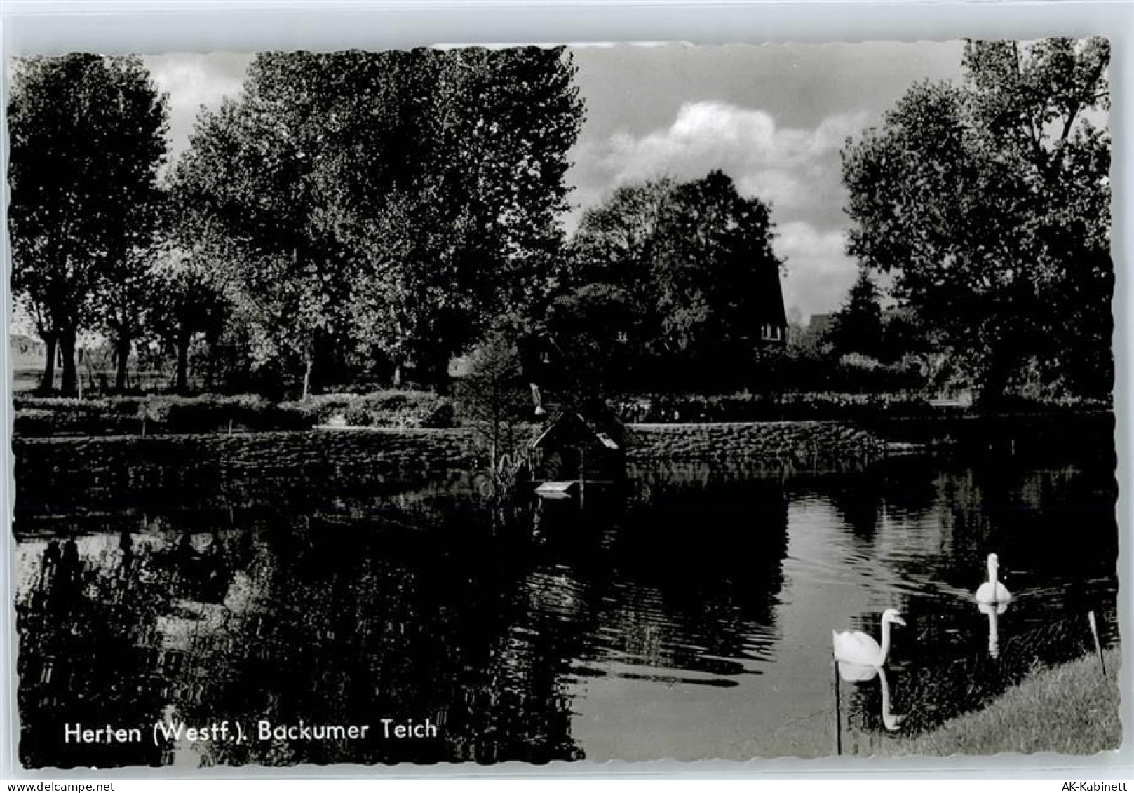 45699 W4352 Herten , Westf - Backumer Teich - 51048451