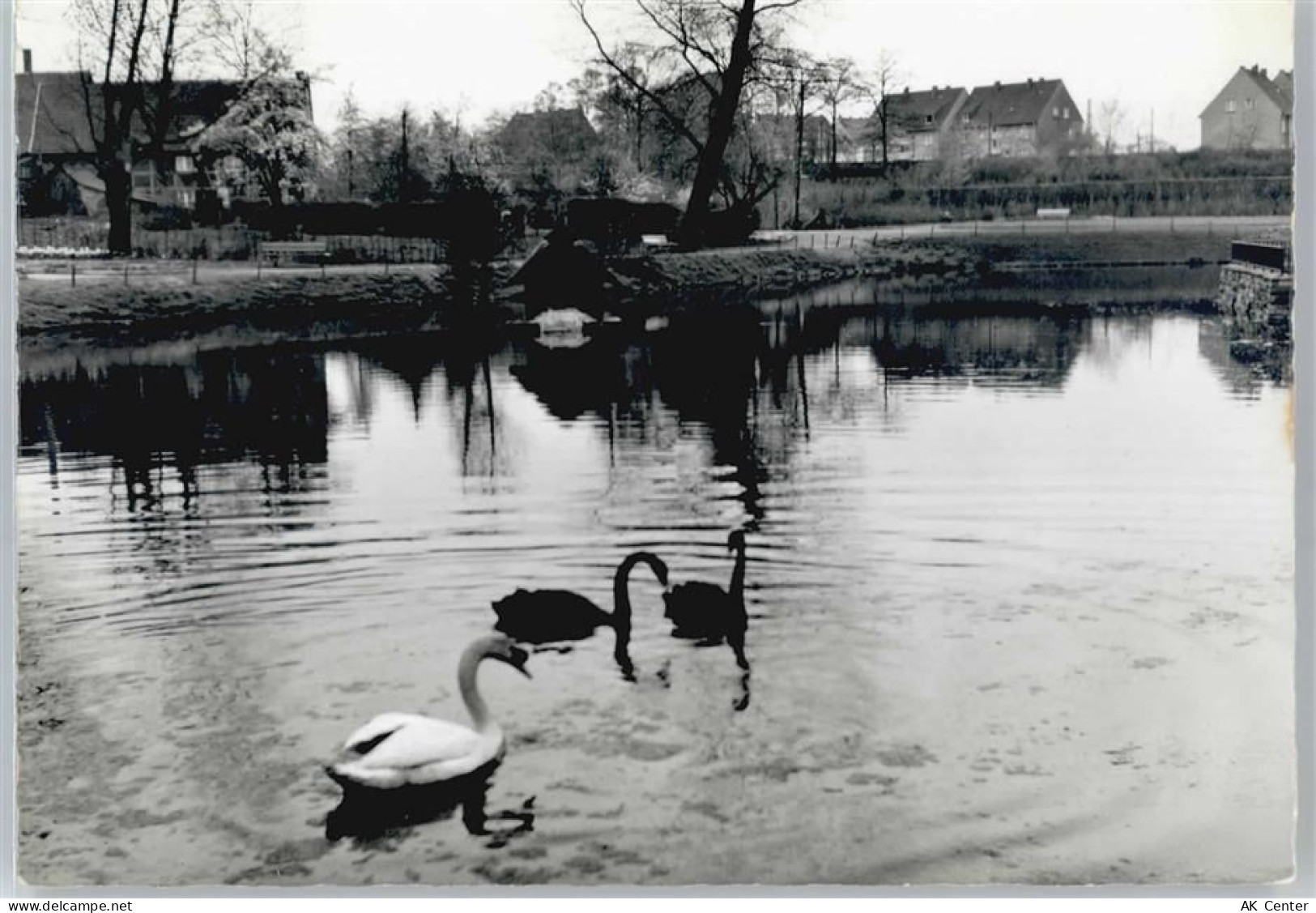 45699 W4352 Herten , Westf - Backumer Teich, Schwan - 50623333
