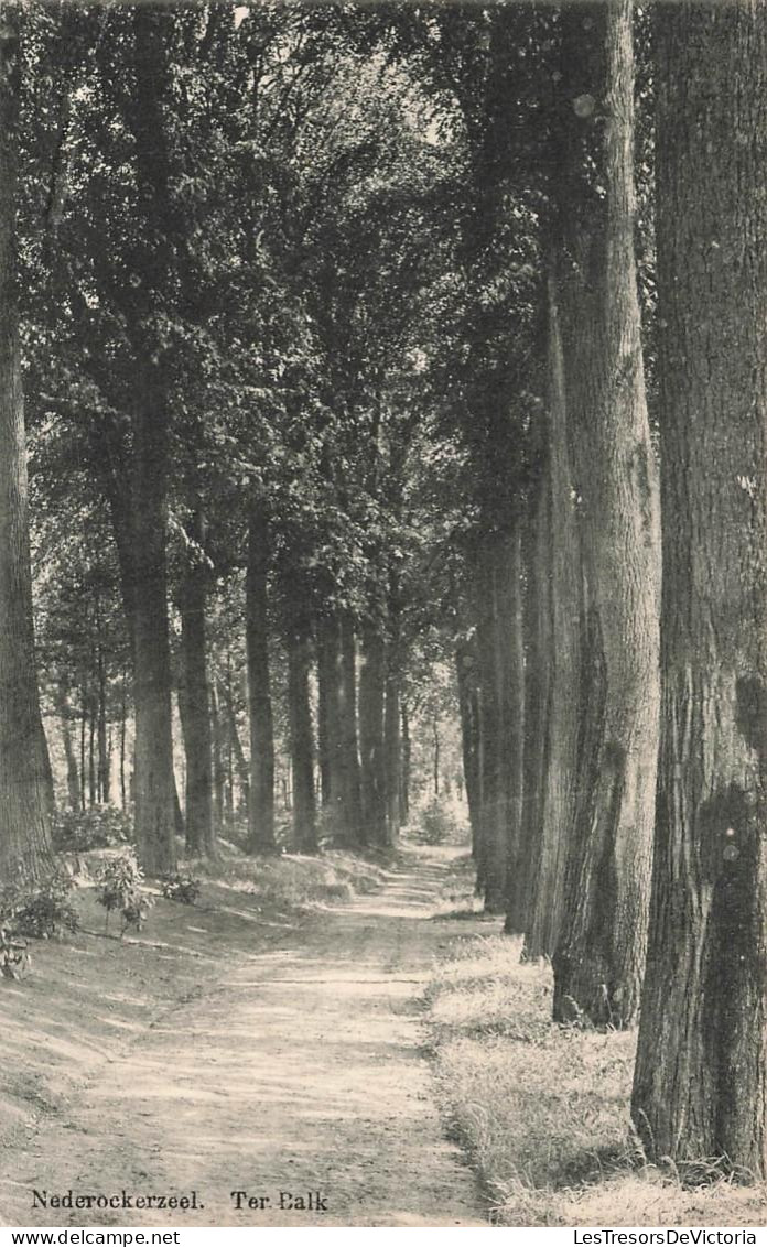 [-5%] BELGIQUE - Nederockerzeel - Ter Balk - Allée - Chemin - Bois - Arbre - Nature - Paysage - Rural - Carte postale an