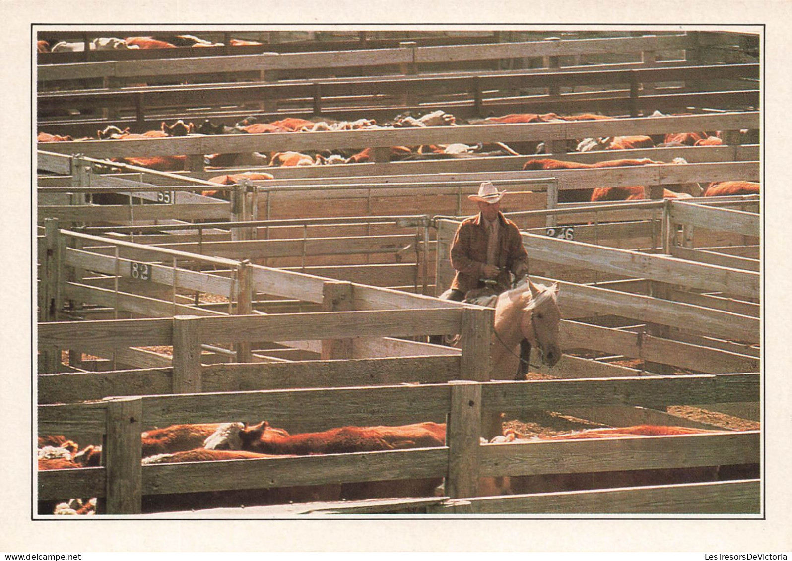 [-5%] ETATS-UNIS - Amarillo - Troupeau au Corral - animé - cheval - cowboy - Carte Postale