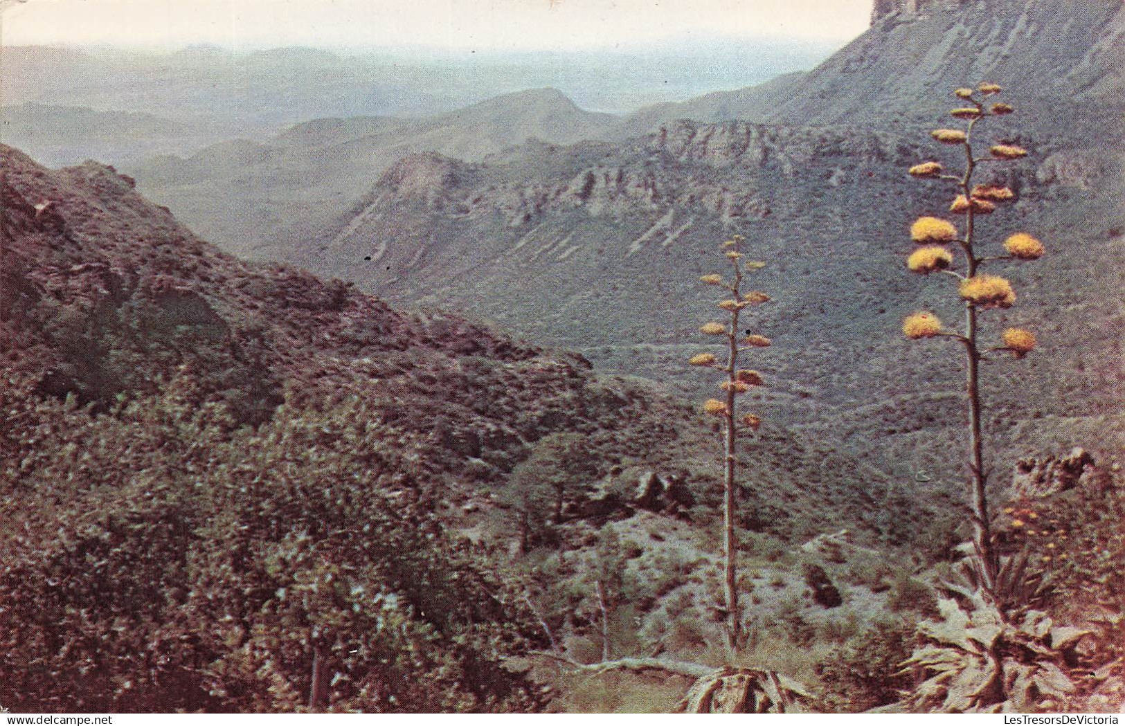 [-5%] ETATS UNIS - Texas - Big Bend National park - The maguey or century plant with candelabrum... - Carte postale