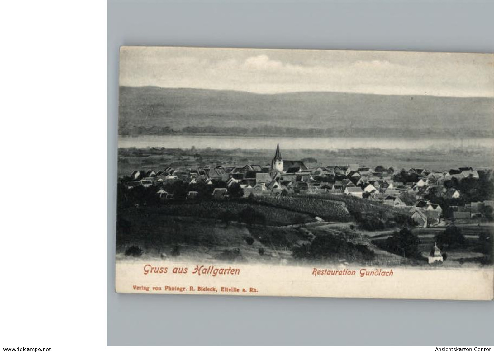 50314176 - Hallgarten , Rheingau