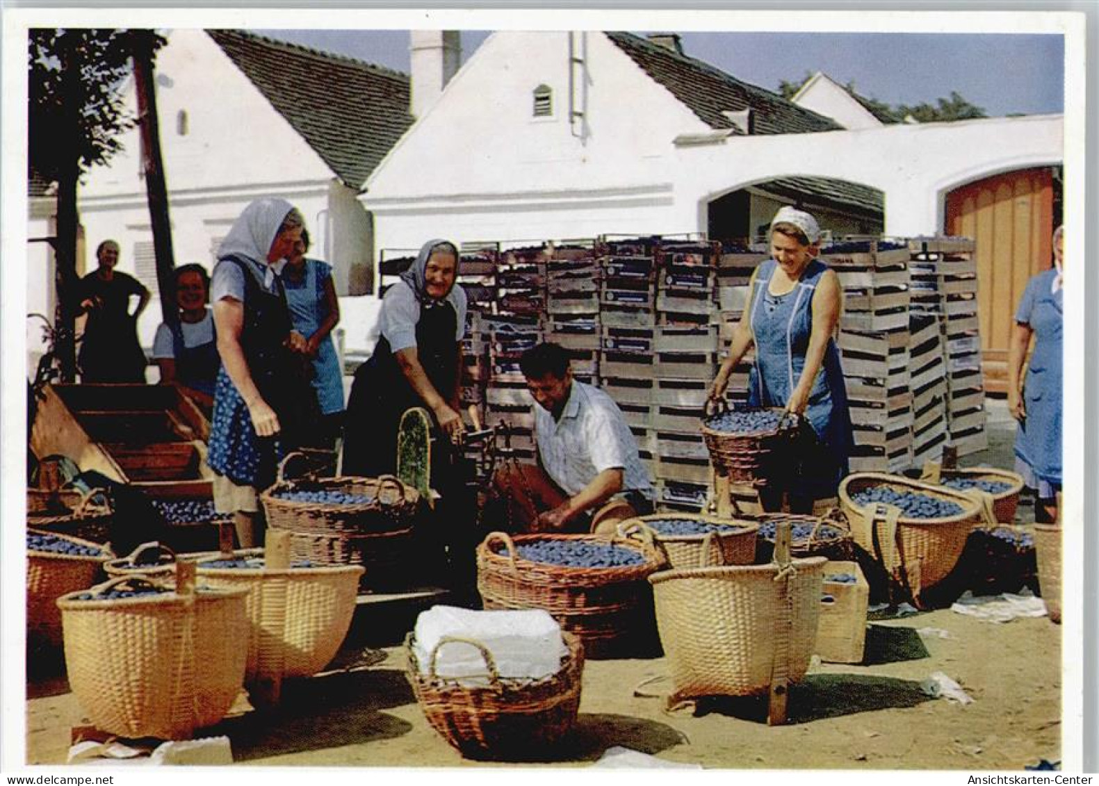 50430919 - Allersdorf im Burgenland / Kljucarevci