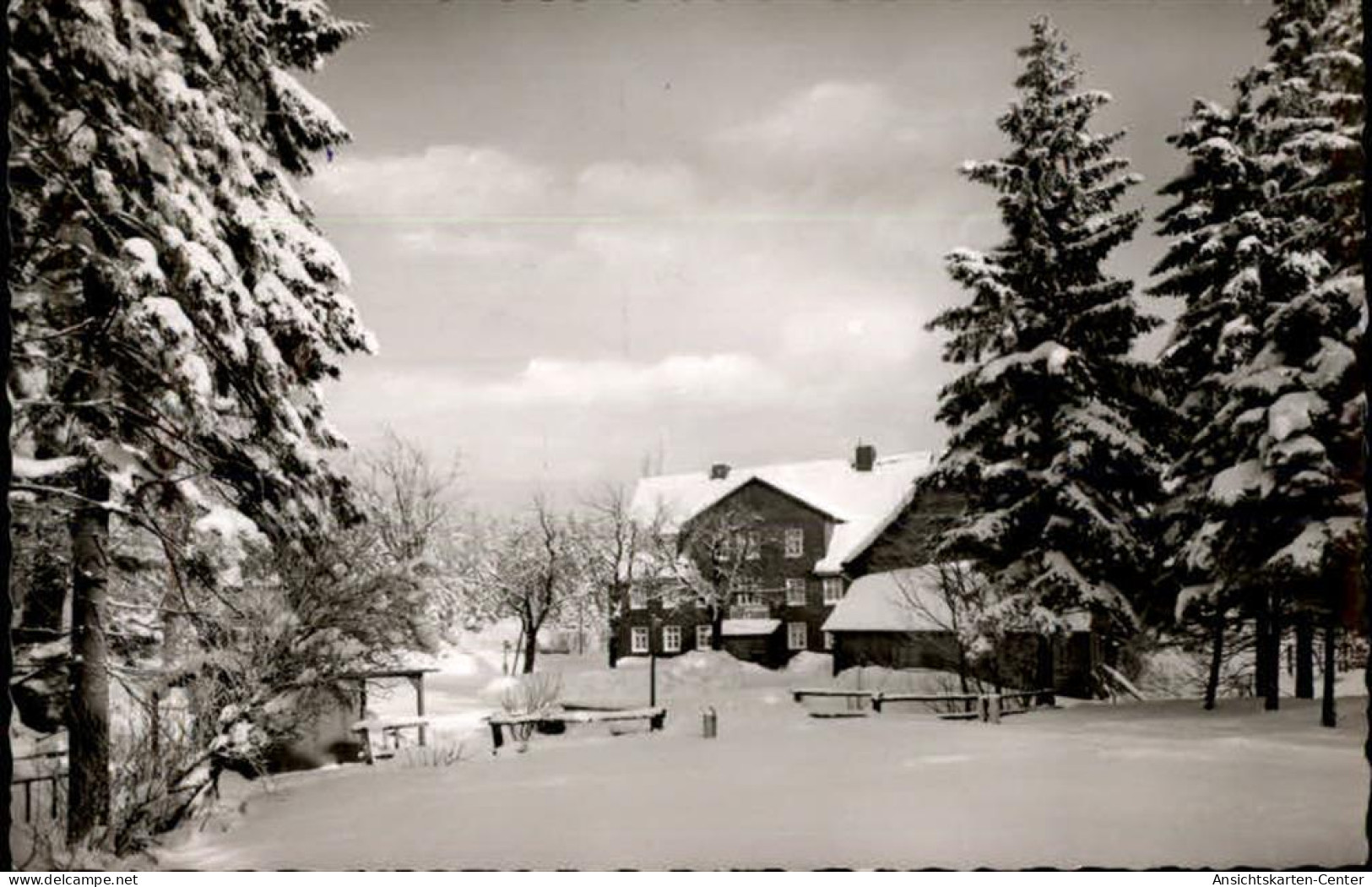50480820 - Auerhahn , Oberharz