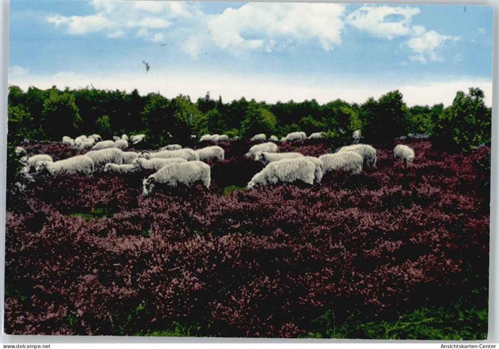 50754889 - Wildeshausen