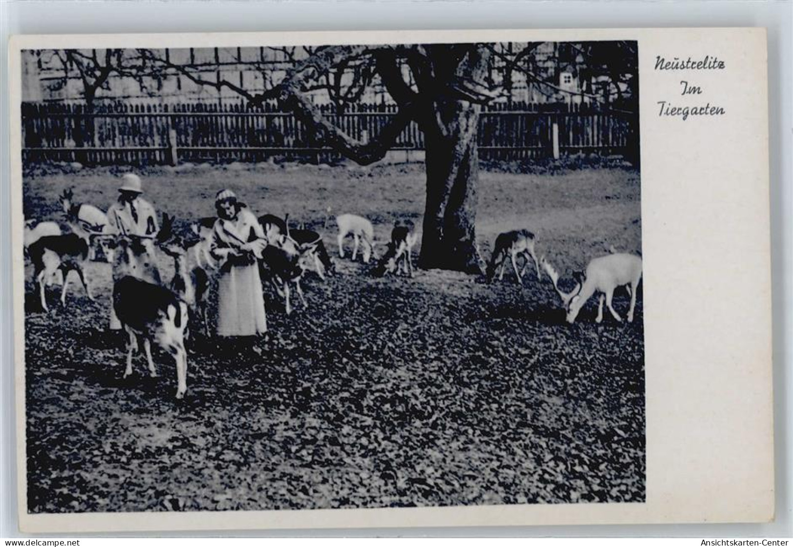 50823410 - Neustrelitz