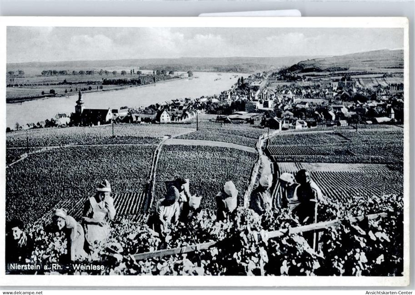 50826656 - Nierstein