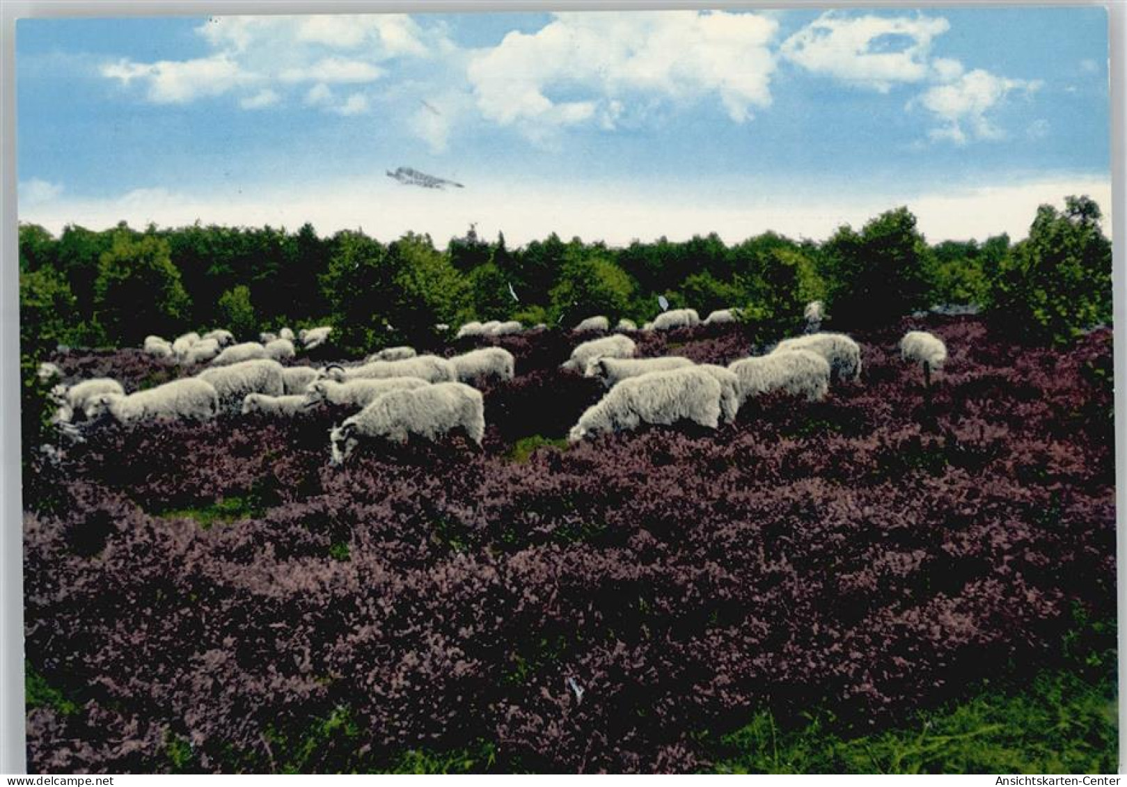 50968156 - Wildeshausen