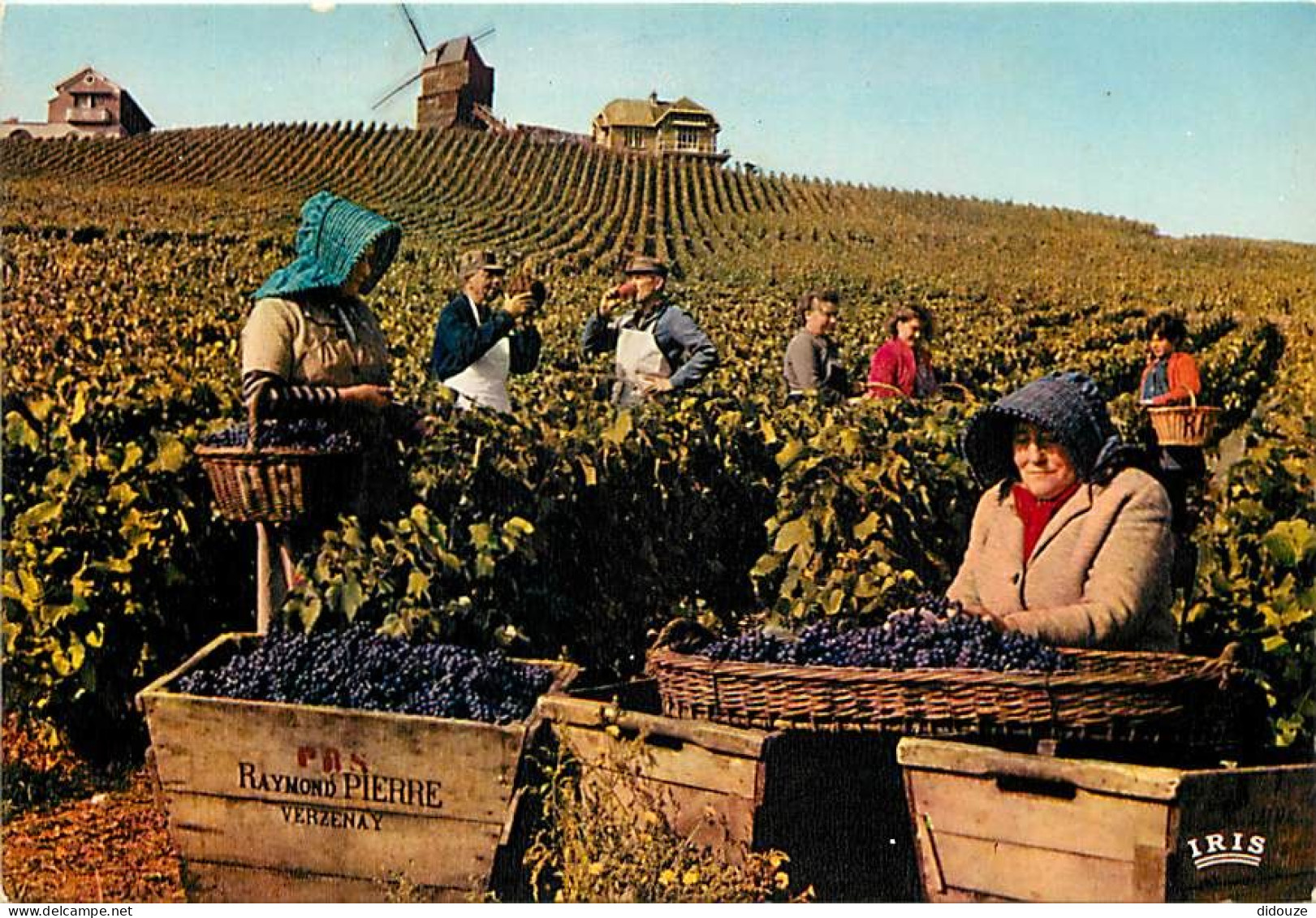 51 - Verzenay - Vendanges en Champagne - Moulin Historique de Verzenay - Propriété du Champagne Heidsieck Monopole - CPM
