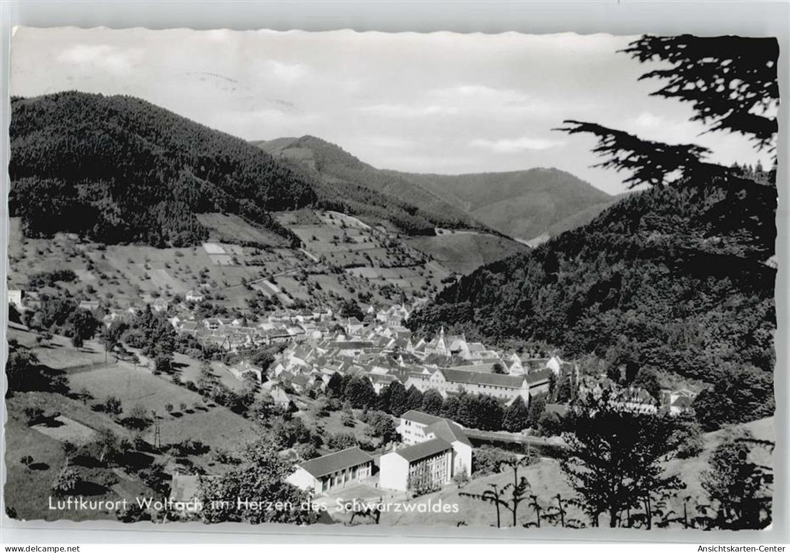 51213544 - Wolfach